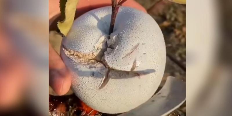 探寻苹果的独特口感之旅（甜蜜多汁、清脆可口的苹果世界）